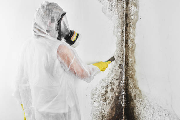 Best Black Mold Remediation in Lyndhurst, VA