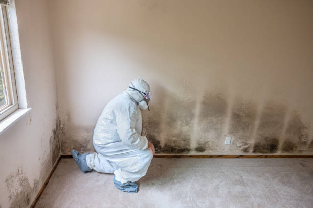 Best Residential Mold Remediation in Lyndhurst, VA